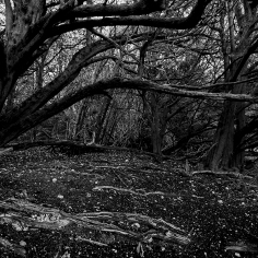 Yew Tree Grove, Juniper Hill